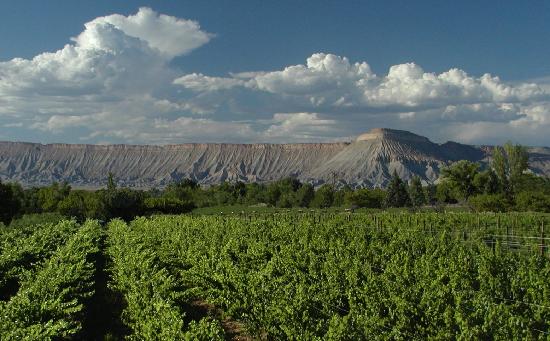 Grand Junction Vineyards-Hermosa-Vineyard